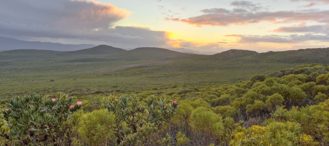 grootbos-tea-fynbos-biodiversity.jpg