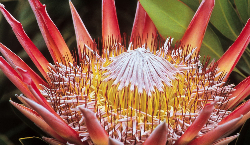 web-grootbos-destination-reserve-flora-protea-11.jpg