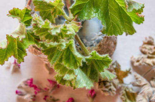 grootbos-tea-rose-scented-geranium.jpg